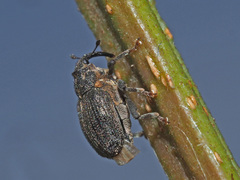 Ceutorhynchus picitarsis