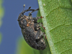 Ceutorhynchus picitarsis