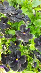 Viola × wittrockiana