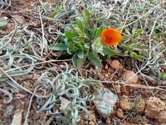 Calendula suffruticosa tlemcensis