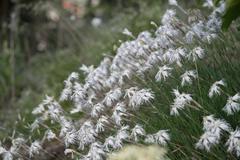 Dianthus arenarius pseudoserotinus