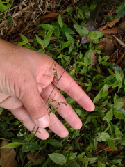 Pseudechinolaena polystachya