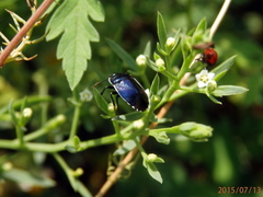 Canthophorus melanopterus