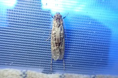 Gerontha acrosthenia