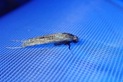 Gerontha acrosthenia