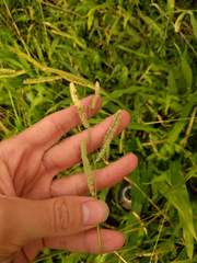 Paspalum fimbriatum