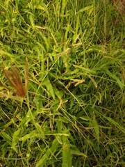 Paspalum fimbriatum