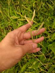 Paspalum fimbriatum