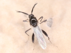 Ceratopogonidae