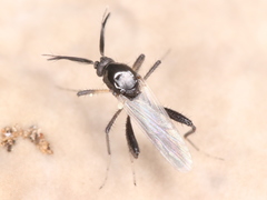 Ceratopogonidae