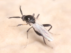 Ceratopogonidae