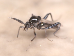 Ceratopogonidae