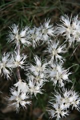 Dianthus arenarius pseudoserotinus