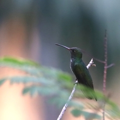 Chionomesa fimbriata