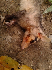 Didelphis pernigra