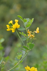 Coronilla