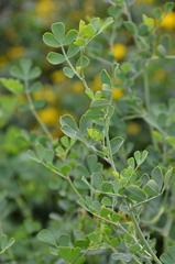 Coronilla