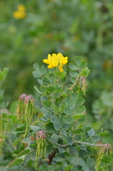 Coronilla