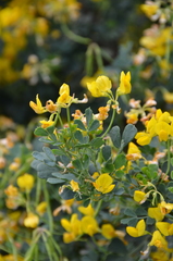 Coronilla