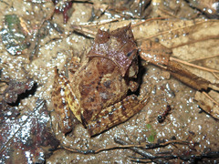 Hemiphractus kaylockae