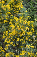 Coronilla