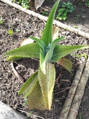 Kalanchoe gastonis-bonnieri