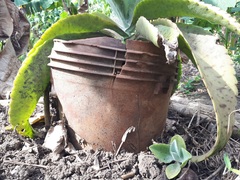 Kalanchoe gastonis-bonnieri