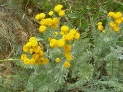 Tanacetum achilleifolium