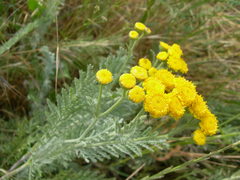Tanacetum achilleifolium