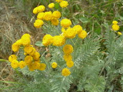 Tanacetum achilleifolium