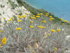 Tanacetum achilleifolium