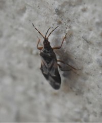 Anthocoris nemoralis