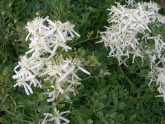 Clematis lathyrifolia