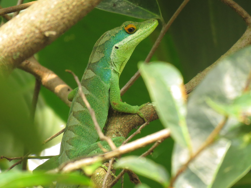 Anolis apollinaris (Herpetofauna de Guantiva, La Rusia Iguaque (Boyacá ...