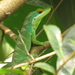 Boulenger's Anole - Photo (c) Mateo Hernandez Schmidt, some rights reserved (CC BY-NC-SA), uploaded by Mateo Hernandez Schmidt