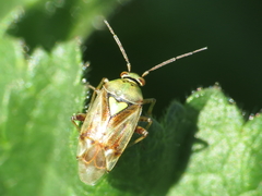 Lygus gemellatus