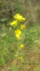 Brassica chinensis