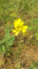 Brassica chinensis
