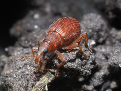 Apion haematodes