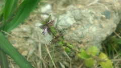 Clinopodium chinense