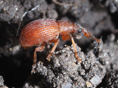 Apion haematodes