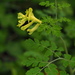 Corydalis balansae - Photo (c) 小铖/Smalltown, some rights reserved (CC BY-NC), uploaded by 小铖/Smalltown