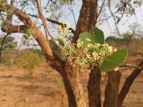 confetti spikethorn