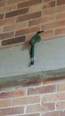 Momotus subrufescens