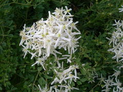 Clematis lathyrifolia