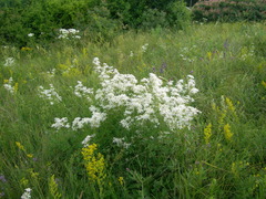 Clematis lathyrifolia