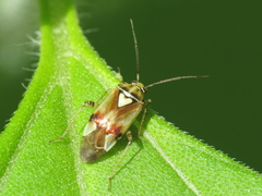 Lygus gemellatus
