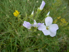 Linum lanuginosum