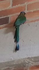 Momotus subrufescens