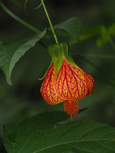 Callianthe picta